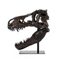 D2D Dinosaur Skull with Base19.5 x 19.5 x 12 in. D2704589